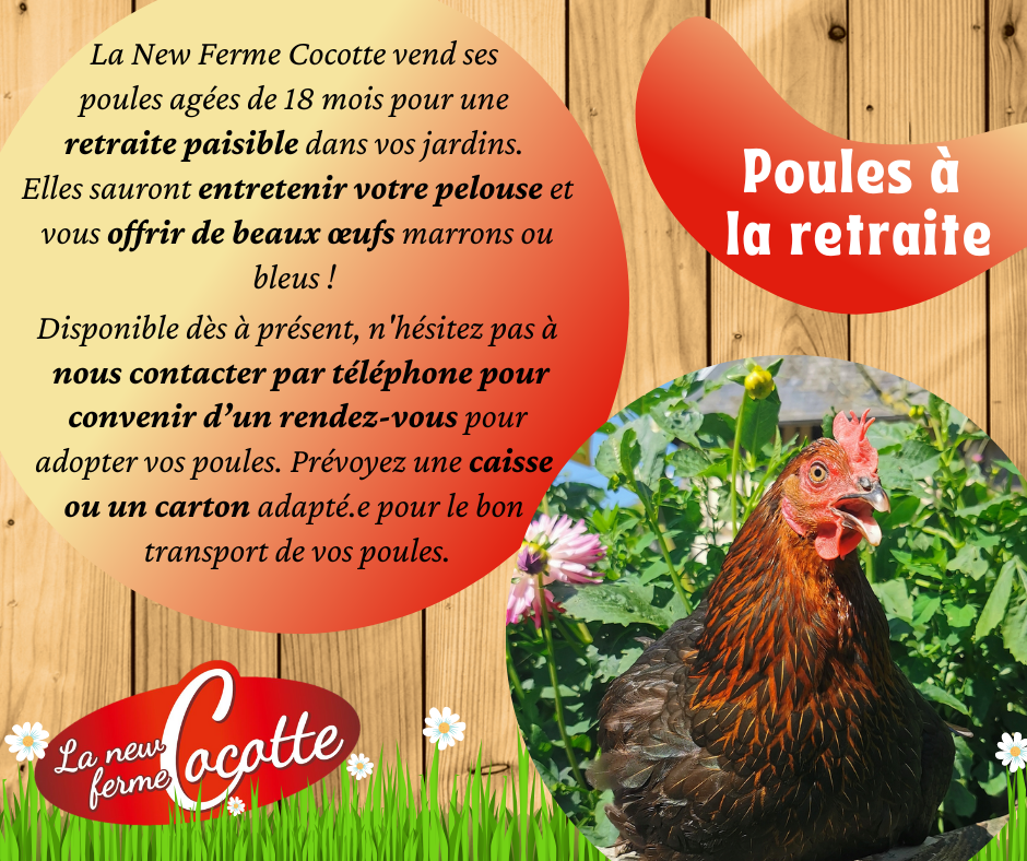 Poules à la retraite