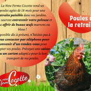 Poules à la retraite