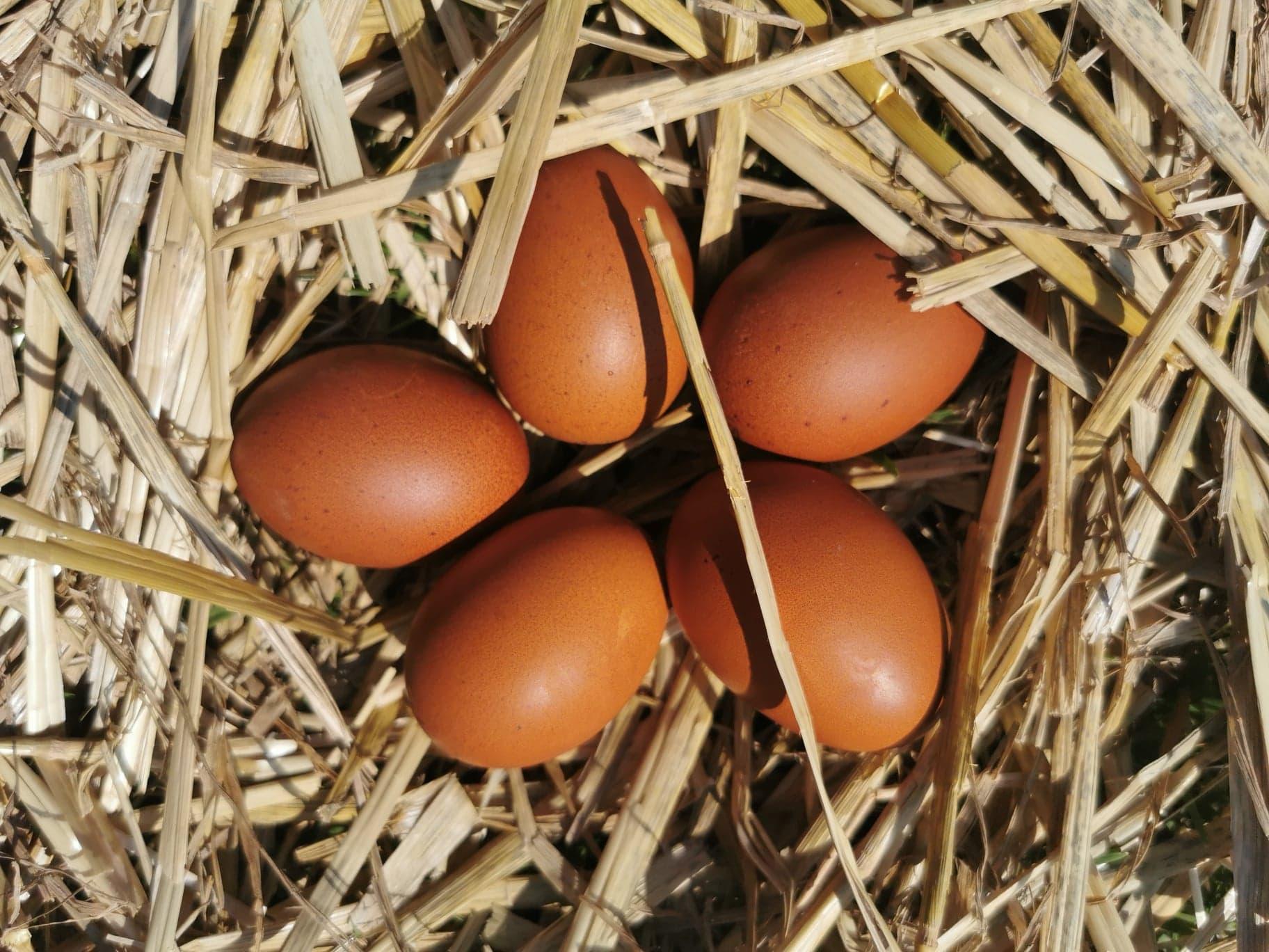 L'œuf de Marans